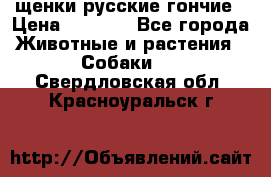 щенки русские гончие › Цена ­ 4 000 - Все города Животные и растения » Собаки   . Свердловская обл.,Красноуральск г.